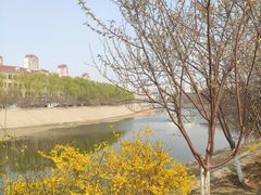 -桃花堤公园
