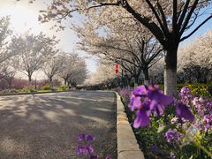 -古柏渡飞黄旅游区