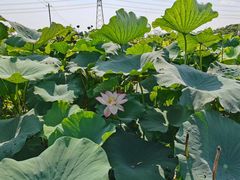 -梁鸿国家湿地公园