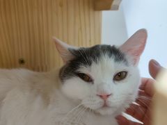 -COLOR PETS 撸猫馆·购猫·猫咖(长风大悦城店)