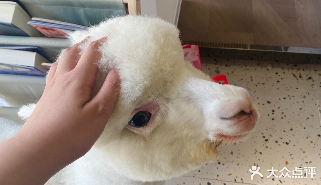 在南阳也可以撸羊驼🦙