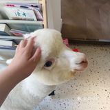 在南阳也可以撸羊驼🦙