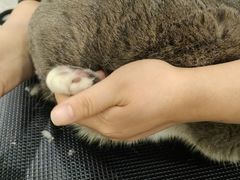 -BABIT巴比特宠物(MOMOPARK店)