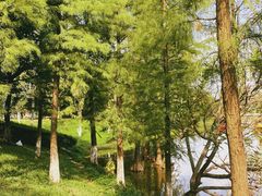 -番禺大夫山森林公园