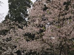 -武汉大学-樱园