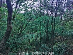 -青龙山国家森林公园