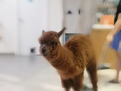 -Heymao猫咖.咖啡厅(东门店)