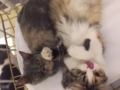 -豆老板的猫咖啡(碑林博物馆店)
