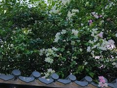 -深圳国际园林花卉博览园