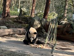 -都江堰中华大熊猫苑