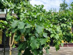 -纯阳宫(大同古城)