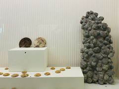 -青岛贝壳博物馆