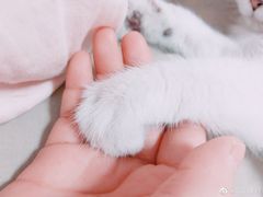 -多卡布奇宠物生活馆(上林世家店)