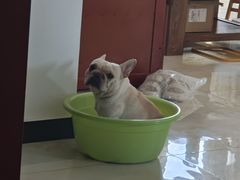 -宠福鑫康馨动物医院·骨科·眼科