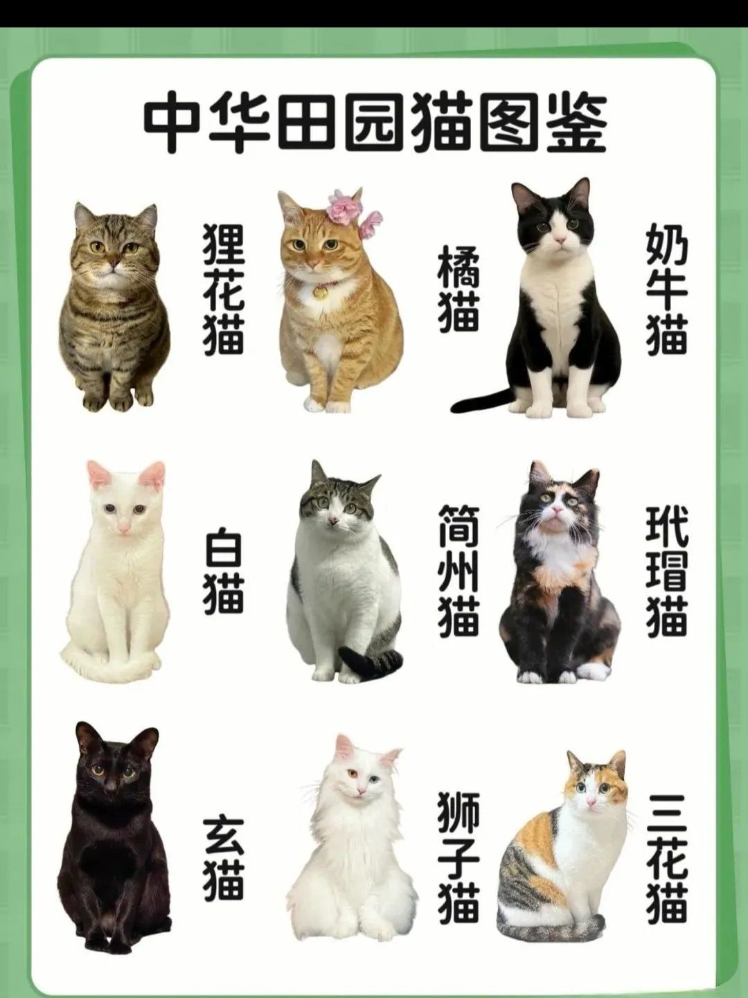 中华田园猫图鉴解