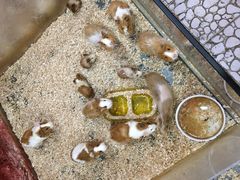 -上海大自然野生昆虫馆(东方明珠·爬宠昆虫探索中心)