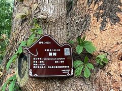 -石台牯牛降景区