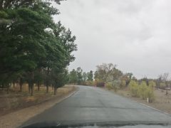 -金塔沙漠胡杨林景区