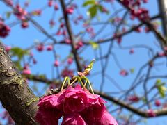 -顾村公园