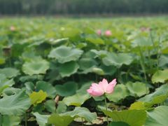 -荷塘月色湿地公园·向阳花洲