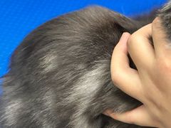 -瑞鹏宠物医院·宠保定点·心脏科·内科(御桥分院)