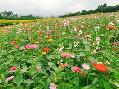 -紫颐香薰山谷景区
