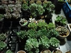 -平吉花卉市场