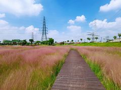 -王借岗森林公园
