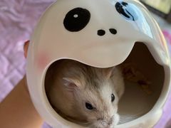 -钓仓鼠(洋桥北里小区店)