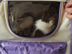 -瑞派宠物医院·犬猫全科·猫友好(宾水西道店)