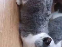 -瑞鹏宠物医院·骨科·猫科·内科(第一中心)