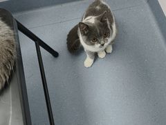 -宠物星动物医院·眼科·异宠·猫科(江南大道总院)