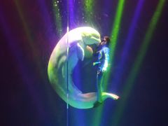 -芜湖新华联大白鲸海洋公园