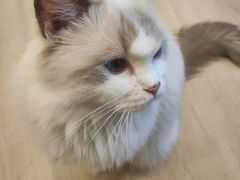 -有喵·猫咖·狗咖·30几只猫10只小狗(岗厦店)