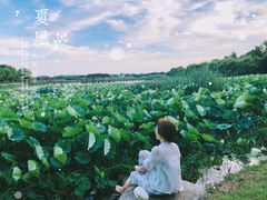 -荷塘月色湿地公园·向阳花洲