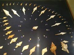 -青岛贝壳博物馆