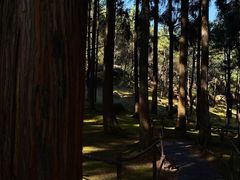 -玉苍山国家森林公园