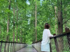 -黄海国家森林公园