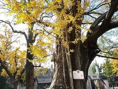 -苏州文庙(姑苏区)