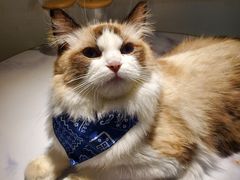 -喵喵咪呀布偶猫咖(春熙路店)