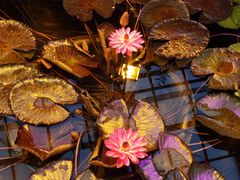 -国家植物园南园