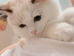 -酷豆宠物咖啡·宠物美食·撸猫馆