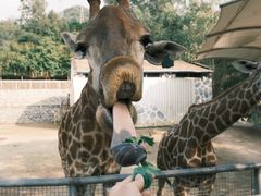 -泉州海丝野生动物世界