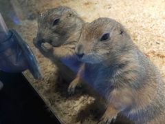 -昆明大悦城未来动物城(螺蛳湾中心店)
