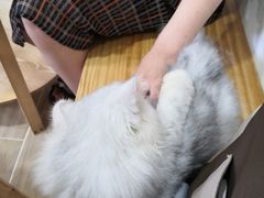 -李小姐の猫咖啡馆(五角场店)