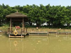 -大湾区中央湿地公园