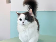 -怪兽屋·羊驼·猫咖·狗咖(俊华广场店)