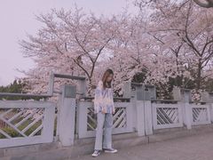 -嘉定紫藤园