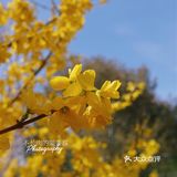 果茶春游 | 天坛的四月：花都开好了🌸