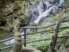 -莫里热带雨林景区